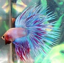 Betta 8