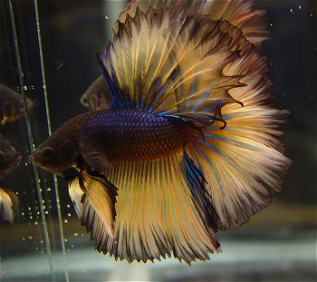 Betta 1