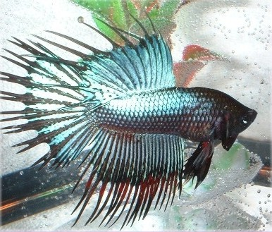 Betta 5