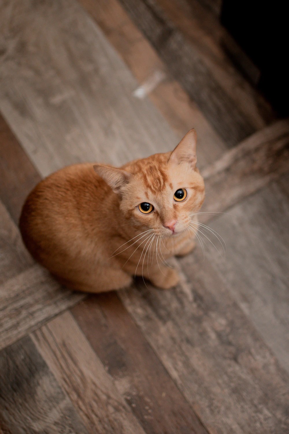 Kamu Itu Kucing Lucu Apa