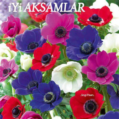 İYİ AKŞAMLAR