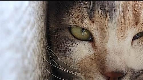 Hangi Kedi Türüsün?