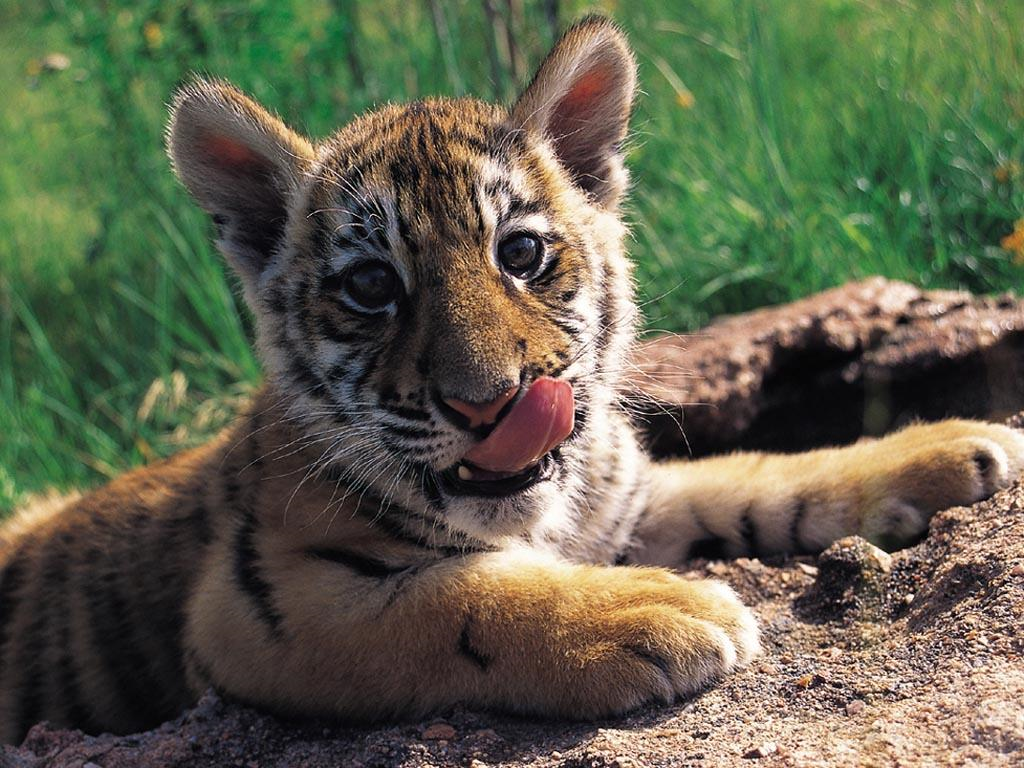 Que Animal Eres