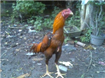 Ayam Bangkok
