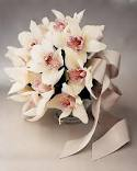 Orchid