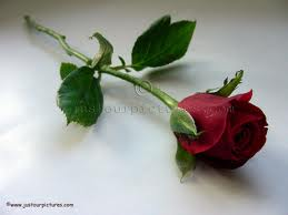 Red Rose