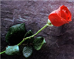 Flowers Kiss
