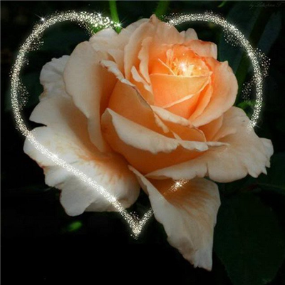 rose