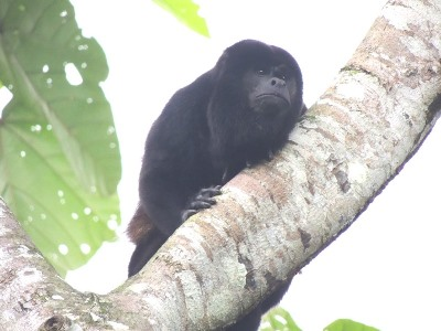 Un monito