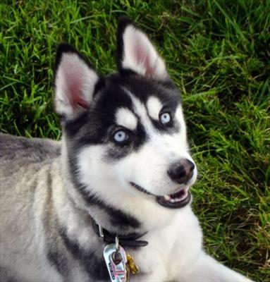 Hangi Köpek Size Uygun?? :D:D