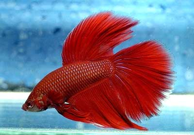Betta 3
