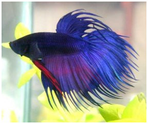 Betta 2