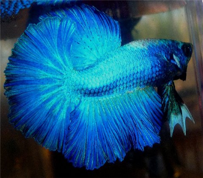 Betta 9