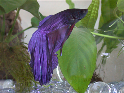 Betta 7