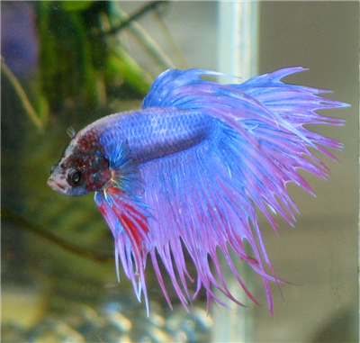 Betta 6