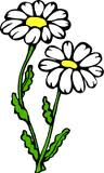 Daisy