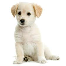 Cute puppy