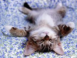 a adorable cat!