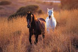 2 pretty horses