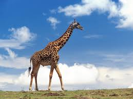 A real Giraffe