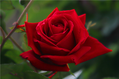 Red Rose