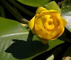A Flower A Day.