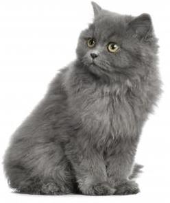 Gato