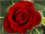 Valentine Gift