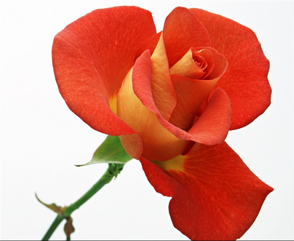 Orange Rose
