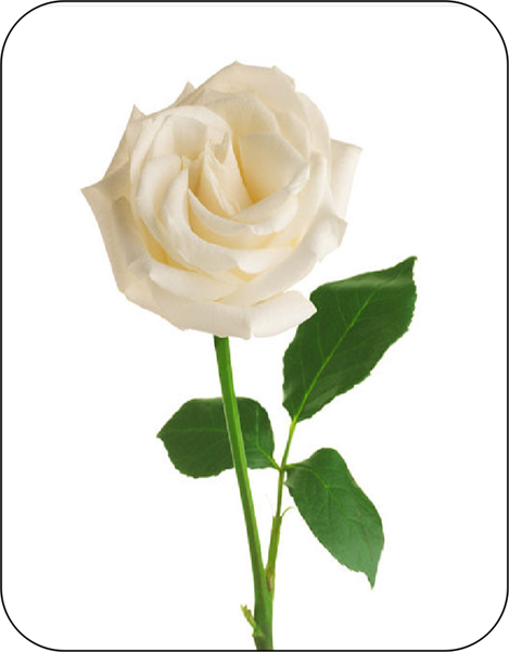 White Rose