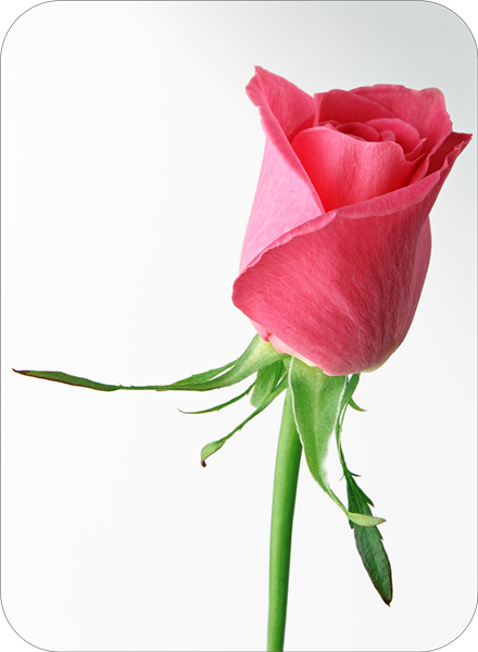 Pink Rose