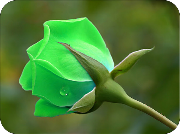Green (Turquoise) Rose