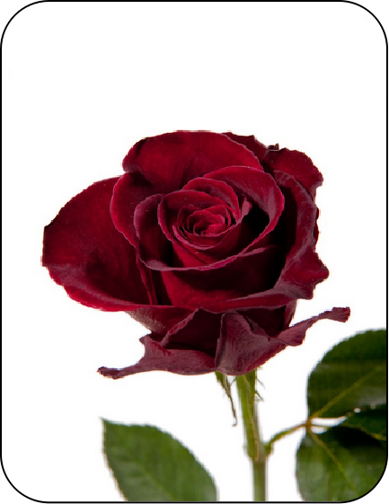 Dark Red Rose
