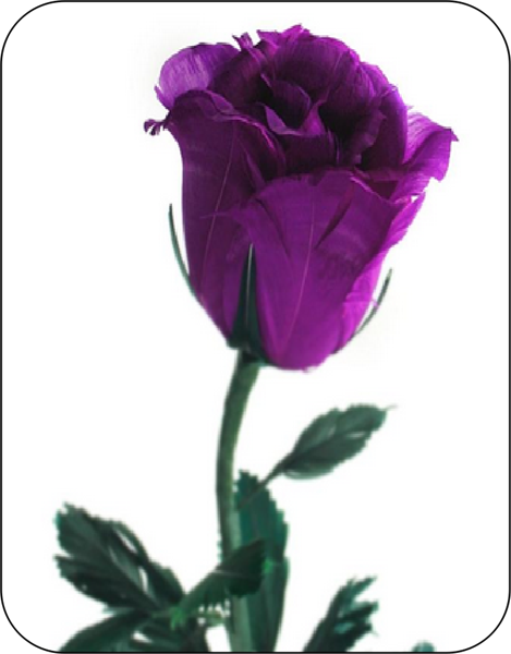 Purple Rose