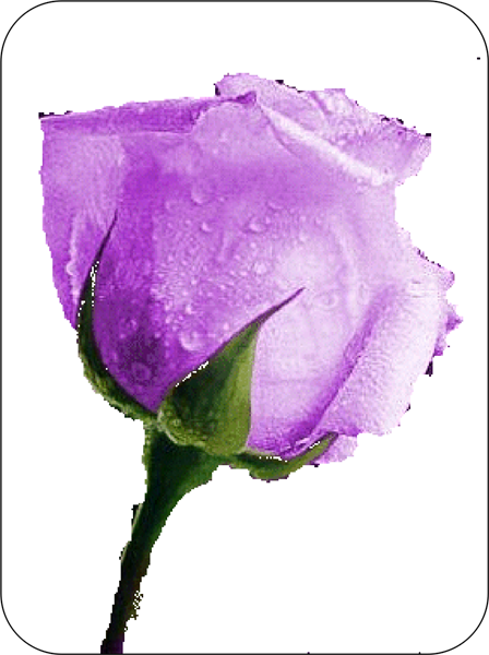 Lavender Rose