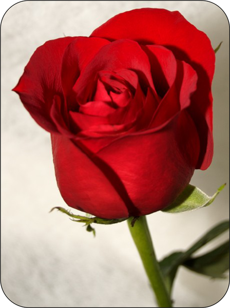Red Rose