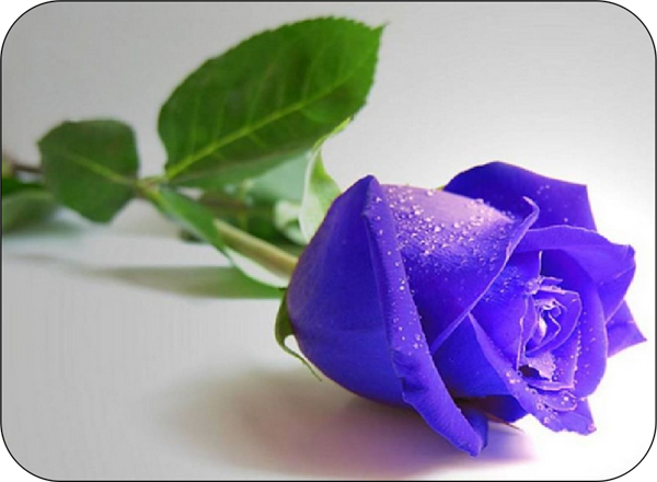 Blue Rose