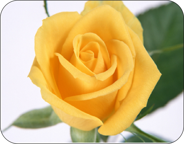 Yellow Rose