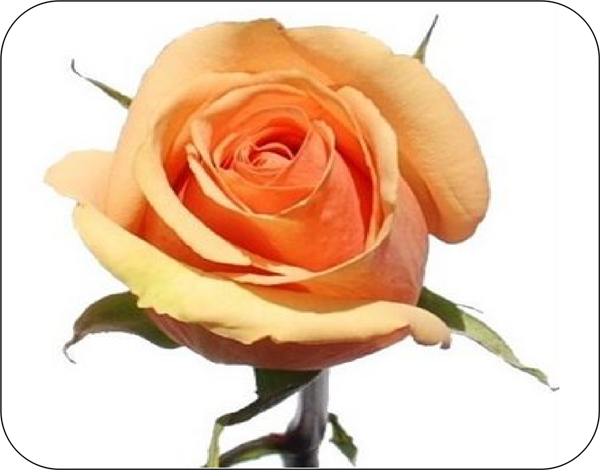 Peach Rose