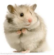 Hamster 