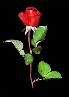şanslı