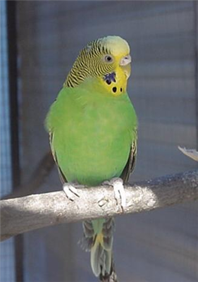Budgie