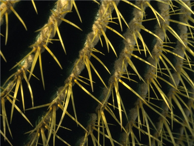 Cactus