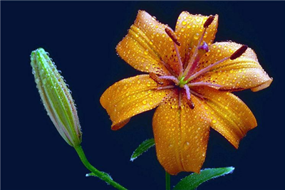 Lily