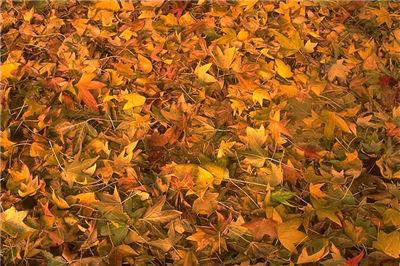 Dry leaves