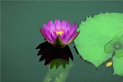 Lotus