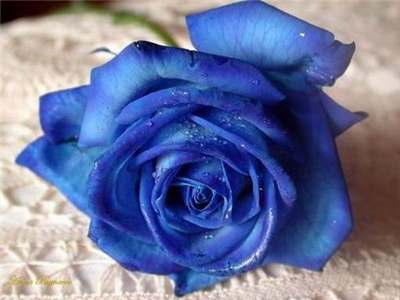Blue Rose 