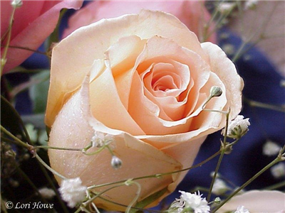 White rose