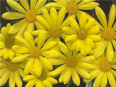 Daisy