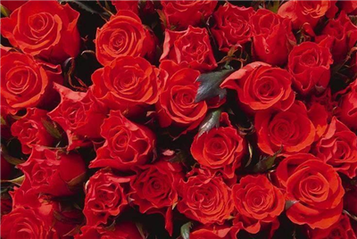 Red roses